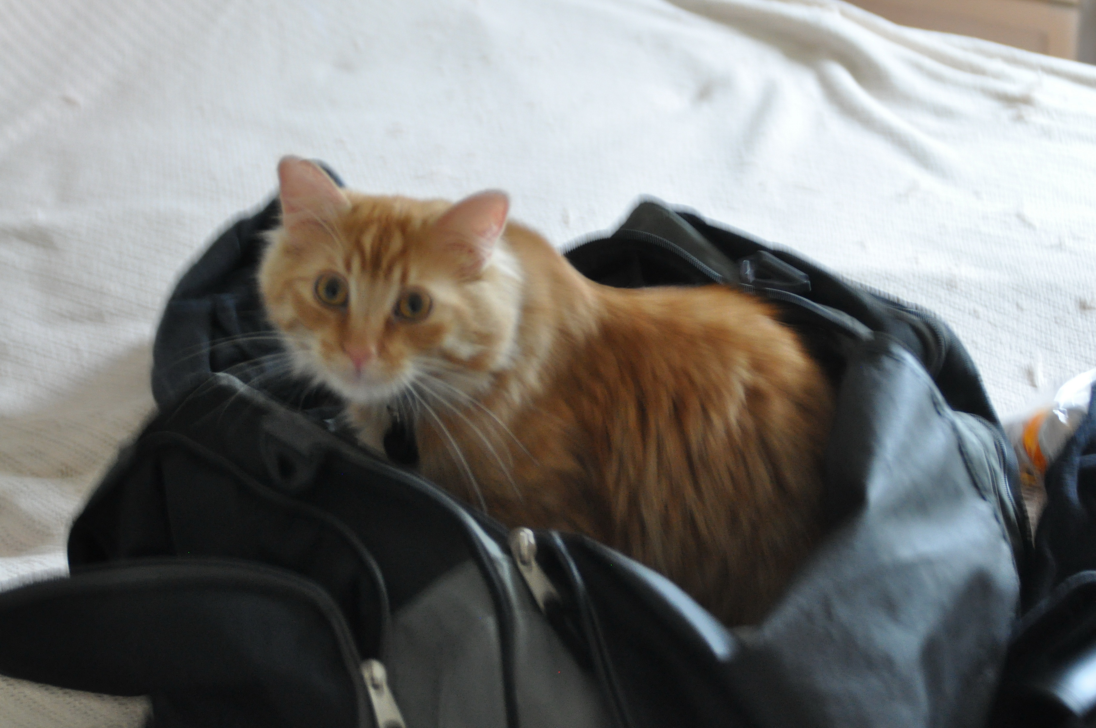 Buddy_013